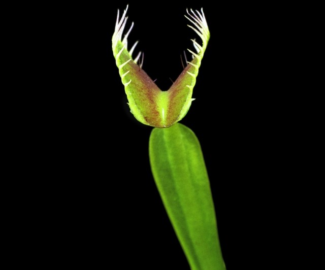Venus Flytrap USA Florida sprider kallkänsliga vinterfönster