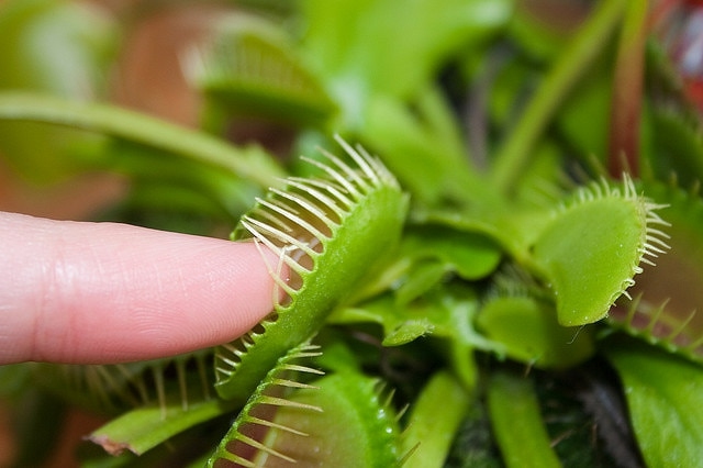 Finger Snap Trap Cinderella Plants Exotiska tips för tips om grooming