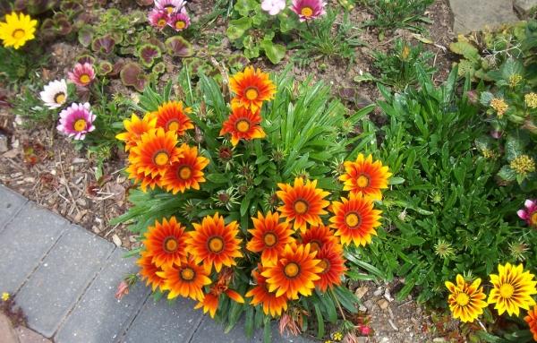 brun-gul-krysantemum trädgårdsbäddar