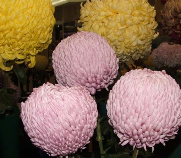 Idéer-blommor-krysantemum-växttips