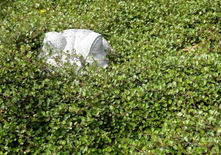 Lättskött gravplantering-marköverdrag-immergruen-muehlenbeckie-Muehlenbeckia-axillaris