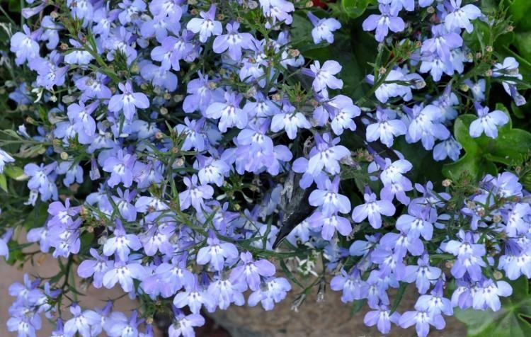 lättskött-grav-plantering-vår-vår-blå-blommar-lobelia