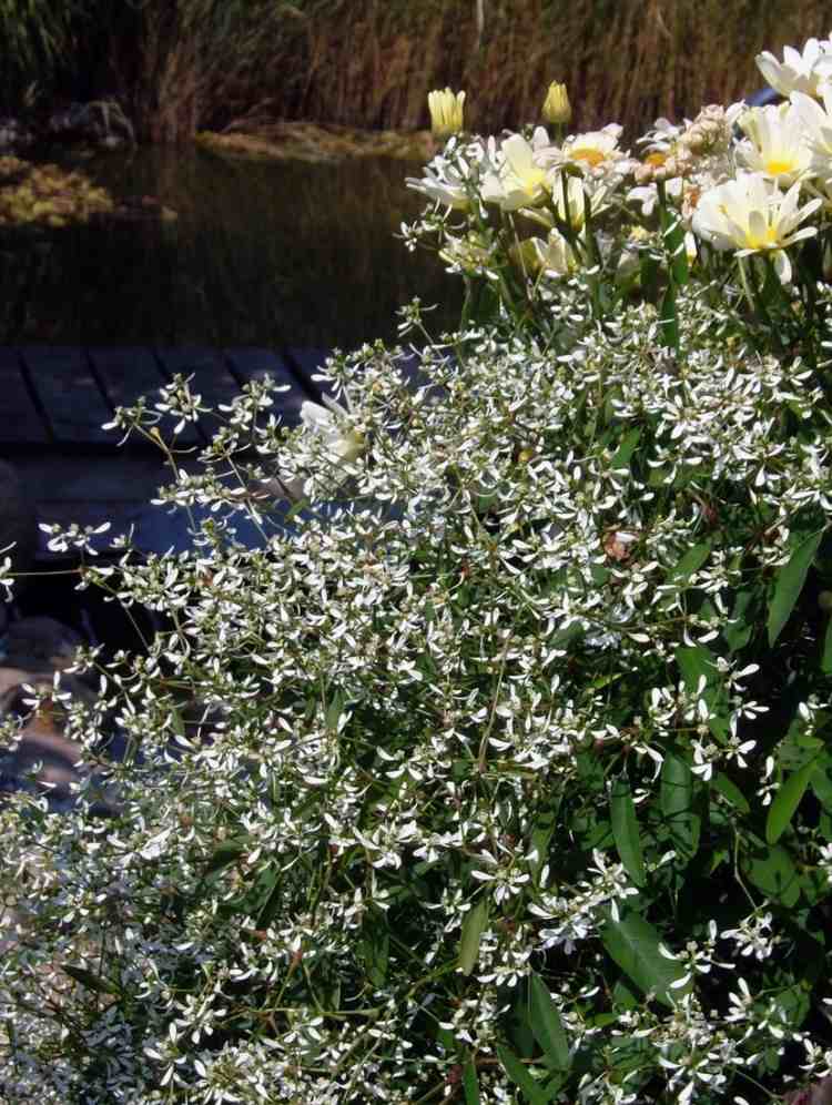 lättskött-grav-plantering-höst-vit-magi-snö-Euphorbia-diamant