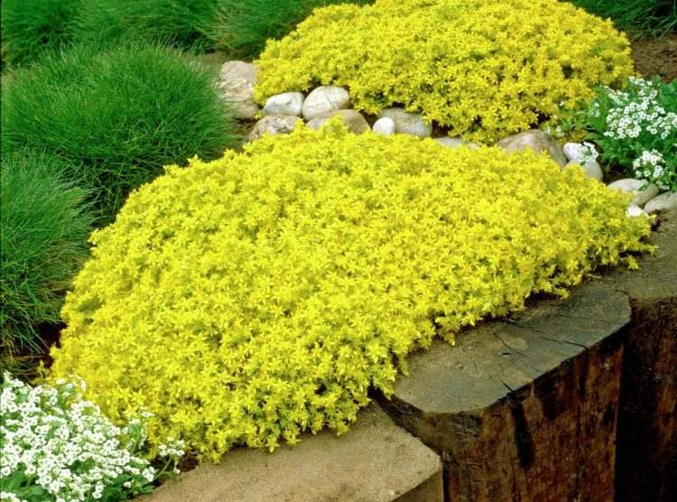 lättskötta perenner-hot-wallpepper-trädgård design-markskydd-gul-vit