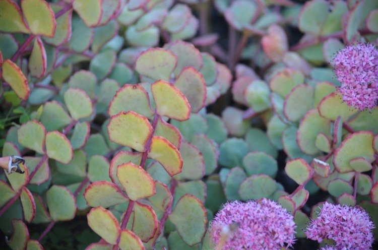 lättskötta perenner-stonecrop-Sieboldii-färgade-blad-röd-kant-trädgård