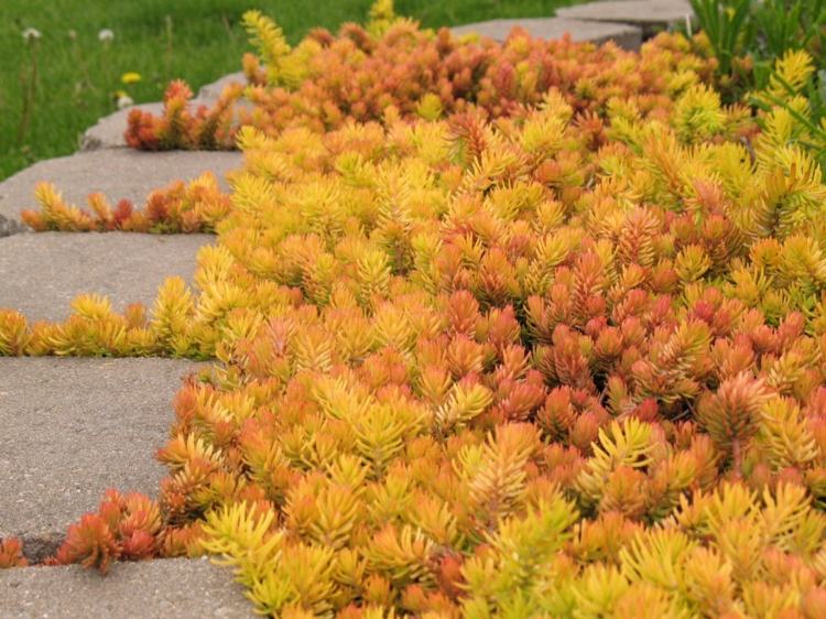 lättskötta perenner gul-orange-flamma-optik-trädgårdsvägdesign