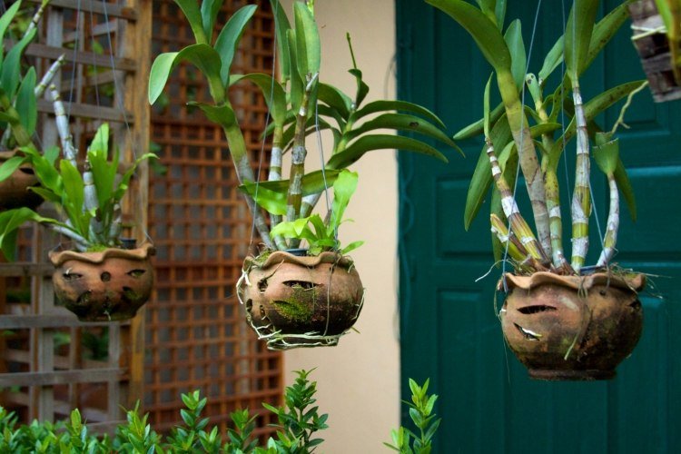 hängande-inomhus-växter-blomkrukor-lera-gör-det-själv-trädgård