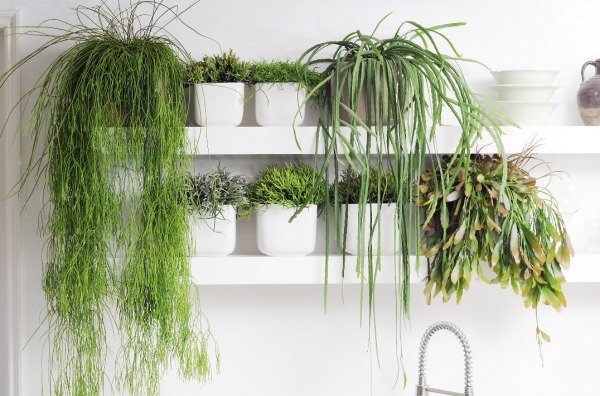 Inomhus växter vård tips-variation av grön-vägg hyllor hängande-blomkrukor