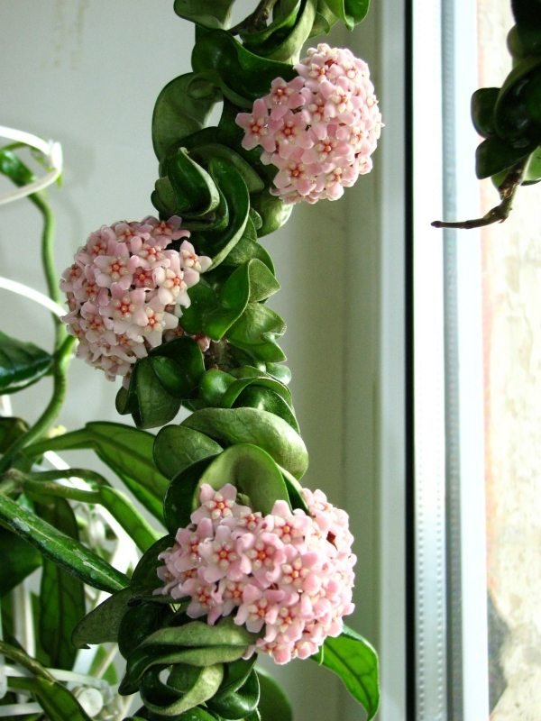 Vaxblomma krukväxter Hoya-Inomhus växter-odling vård tips