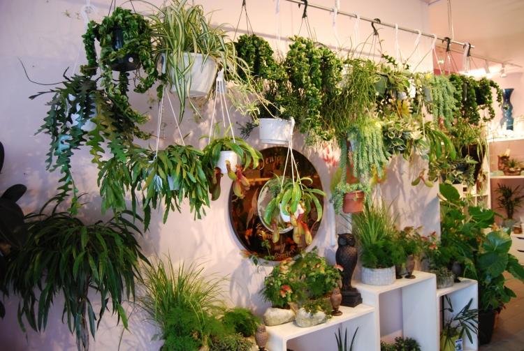 hängande-inomhus-växter-typer-blomma-står-gör-det-själv-tips