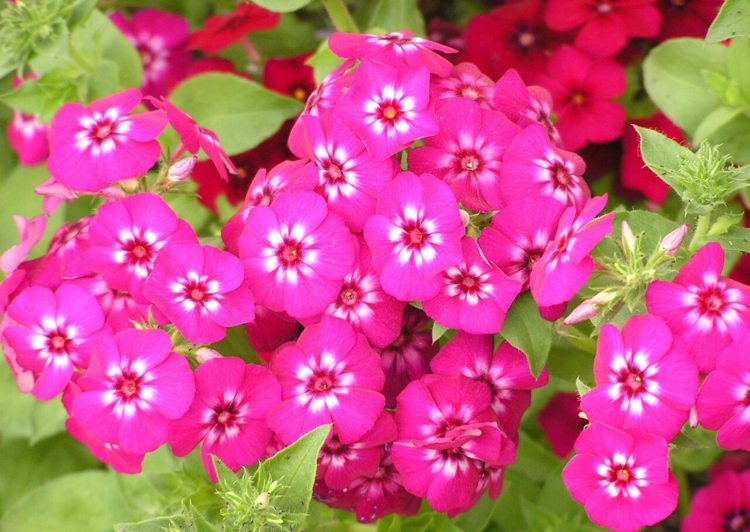 phlox-växter-drummondii-rosa-vit-accent-färgglada