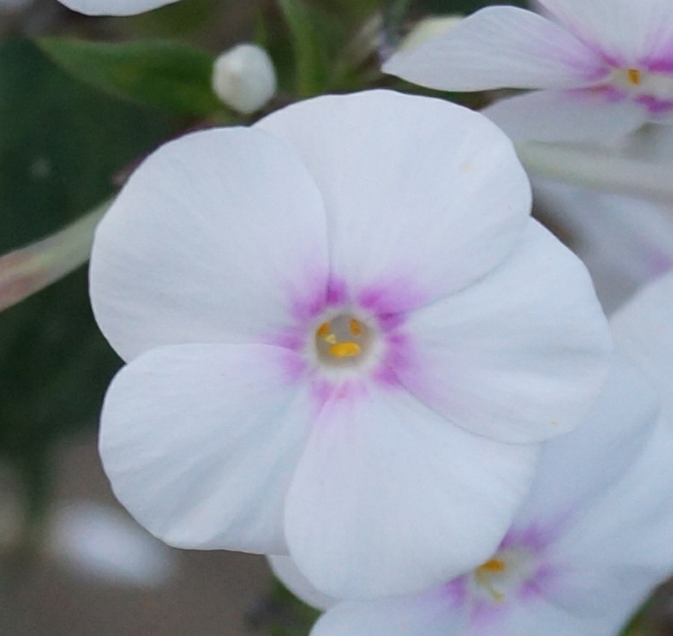 phlox-växter-arendsii-vit-konst-romantisk-trädgårdsdesign