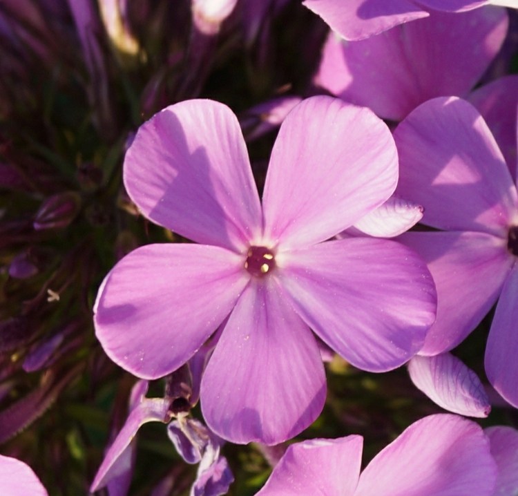 phlox-växter-arendsii-rosa-blomning-trädgård-idé