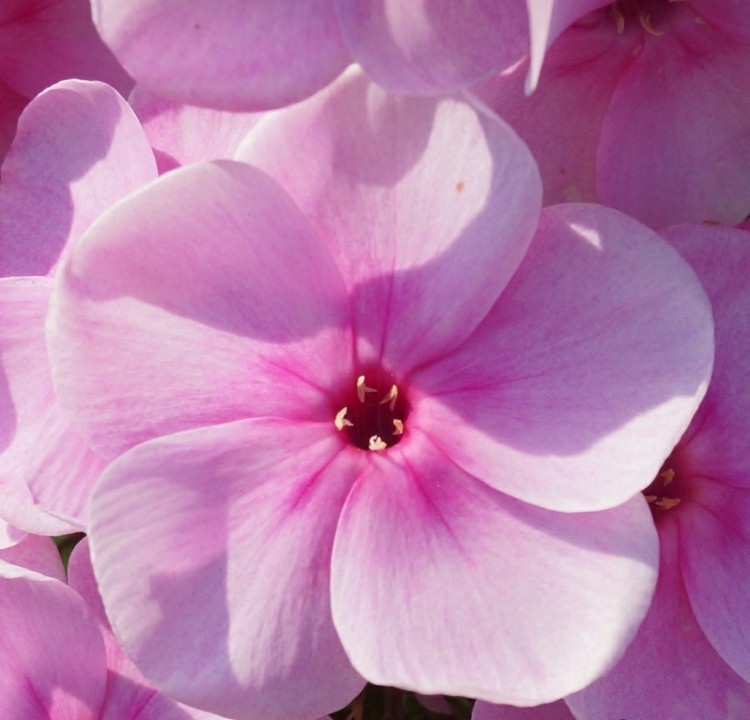 phlox-växter-rosa-arendsii-prydnadsväxter-flameae-rosa-färg
