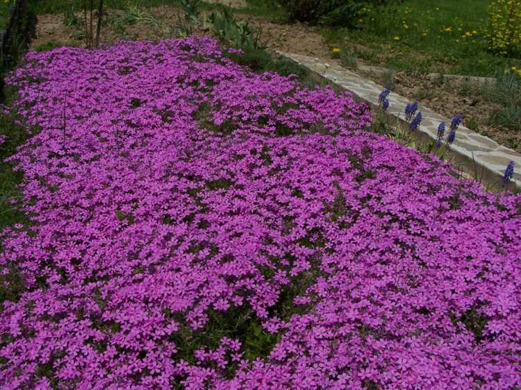 phlox-växter-subulata-violett-marktäcke-sommar-blomning-tid