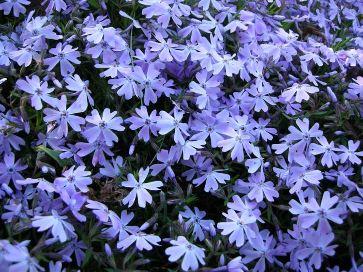 phlox-växter-subalata-bluetenblaetter-original-ljusblå