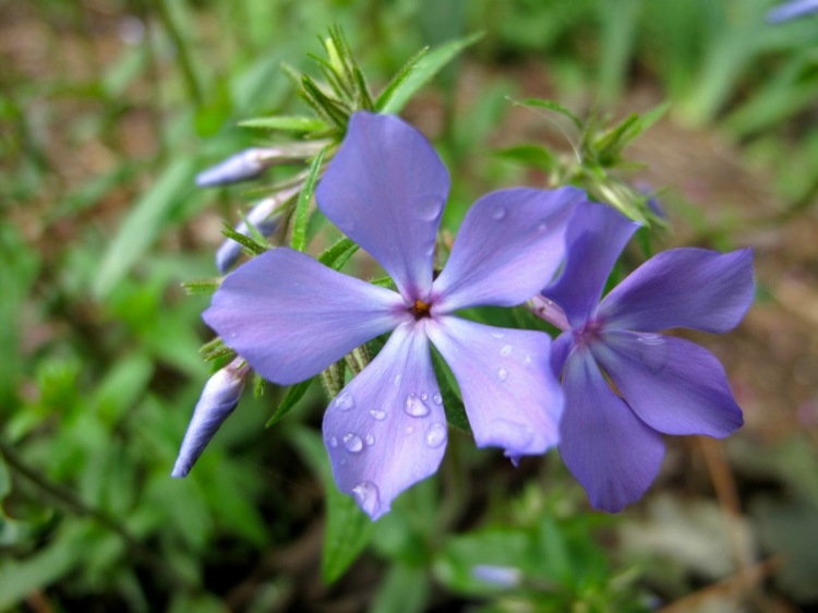 phlox-plants-divaricata-care-tips-inspiration-blue-bush