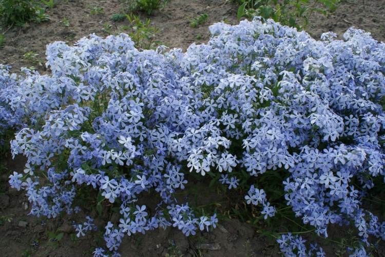 phlox-växter-divaricata-ljusblå-färg-plantering-utomhus