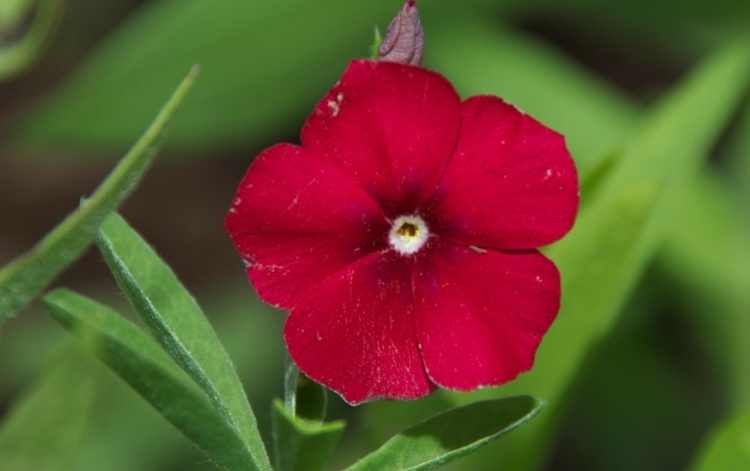 phlox växter drummondii-flamma blomma-röd-landskapsarkitektur-vackra