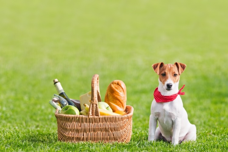 Picknickrecept-tillbehör-hund-korg-mat-vin-äpple-gräsmatta