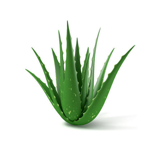 Aloe vera näppylöille rinnassa