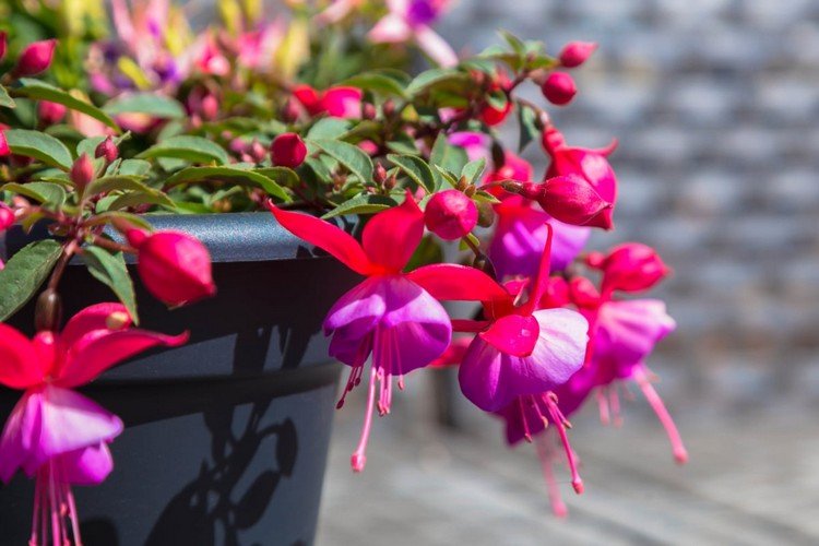 Rosa blommor för balkongfuchsiasorter och skötseltips