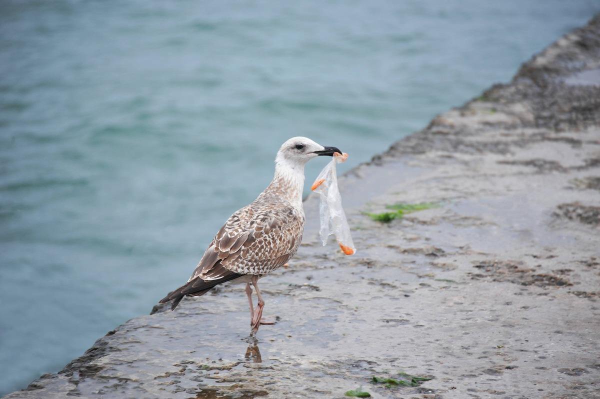 Fåglar och marina djur lider av användning av plast och plast i form av plastpåsar och sugrör