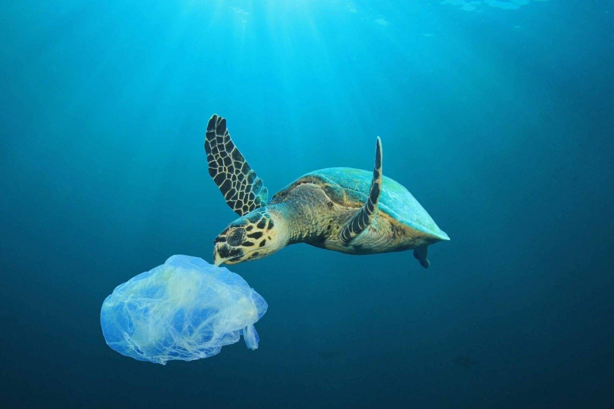 sköldpadda i havet närmar sig en flytande plastpåse