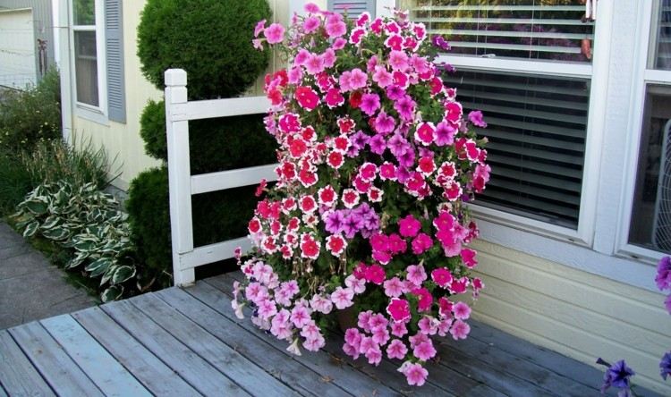 trädgård och terrass petunia-rosa-rosa-veranda-trä-design