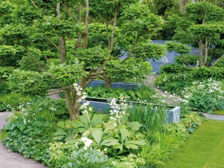 Klädselperenner i trädgården - markskydd - Schaubblatt - Alpinia sourgrass