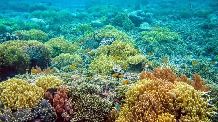 Octocrylene i solskyddsmedel är skadligt för marint liv, särskilt koraller