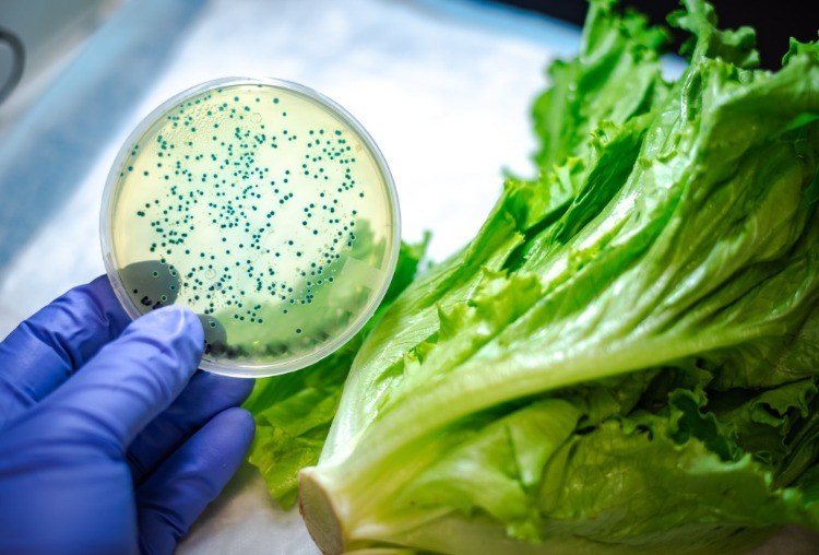 E coli -bakterier i sallad undersöker tarmmikrobiom i forskares laboratorium