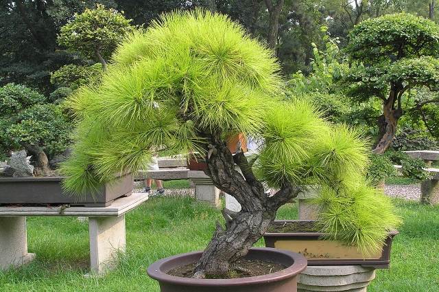 bonsai träd japansk trädgård växt idé