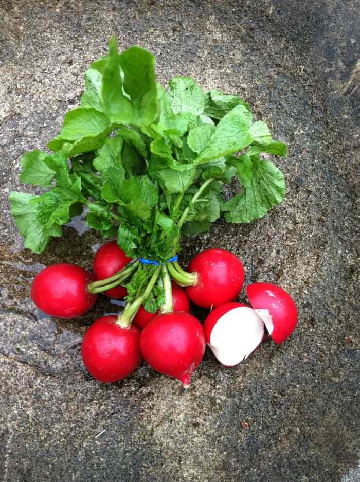 runda rädisor trädgårdsväxter grönsaker tips vård