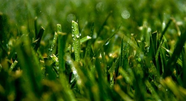 trädgård gräsmatta vård-bevattna korrekt-bevattning tips