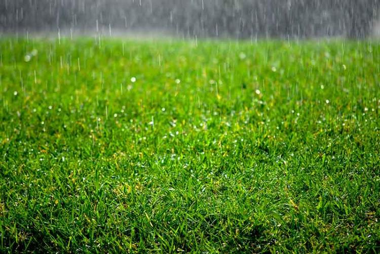 gräsmatta kalk regn vattning