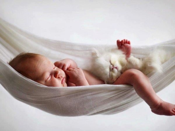 söt liten baby swing hängmatta kattunge fluffig vit
