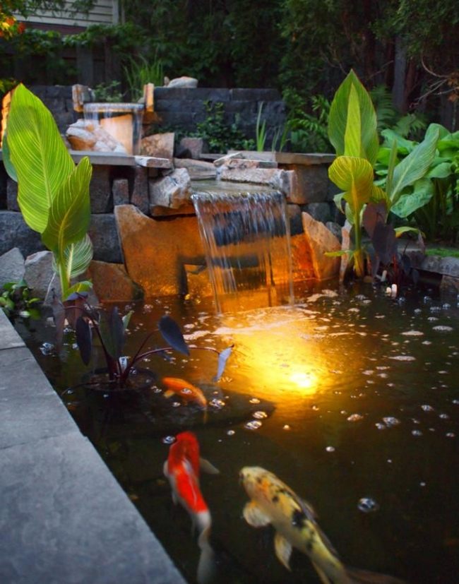 Asiatisk trädgård koi karp fisk vatten trädgård natt belysning