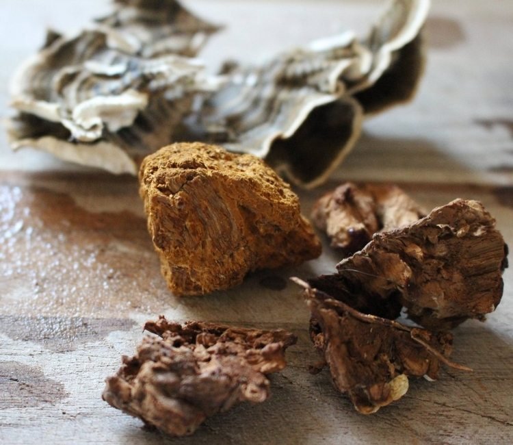 reishi svamp köpa ganoderma lucidum kaffe medicinska svamp hälsofördelar svamp bitar torrkoka tillsätt