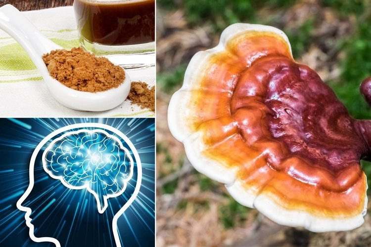 reishi svamp köpa ganoderma lucidum kaffe medicinska svampar hälsofördelar hjärna kaffe pulver kaffe dricka svamp kaffe