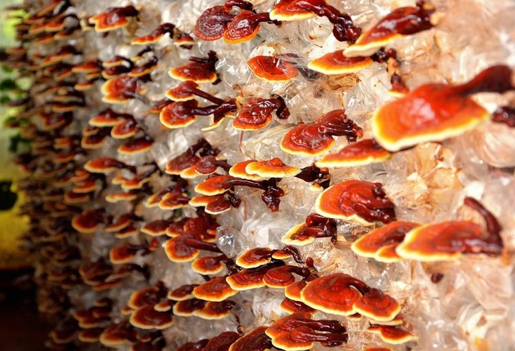 reishi kapslar köpa ganoderma lucidum kaffe medicinska svampar hälsofördelar växande växande sorter