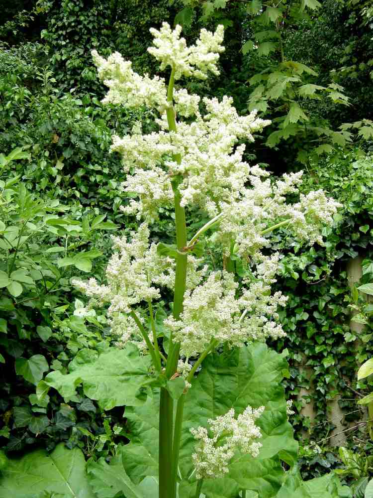 blomma vita rabarberväxter trädgårdsvårdstips