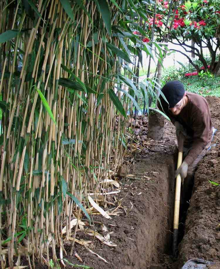 rhizom-barriär-bambu-eftermontering-gräv-skapa