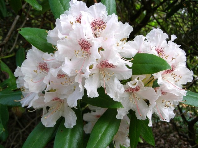 Rhododendron vita blommor tips om ordentlig skötsel