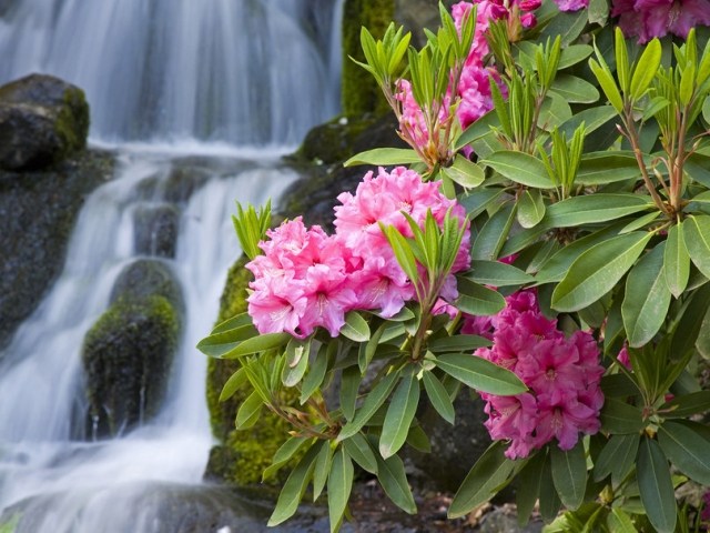 rhododendron rosa blommor vattenfall bakgrund