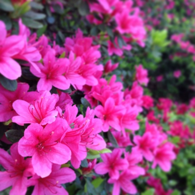 azalea buske blommor rosa färg vård tips beskärning