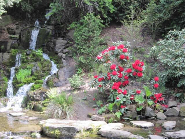 röd rododendron buske flod vattenfall mark
