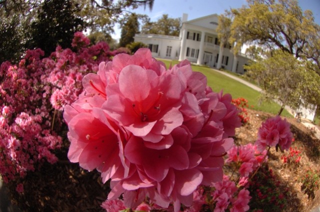 azalea buske rosa hus trädgårdsvård tips