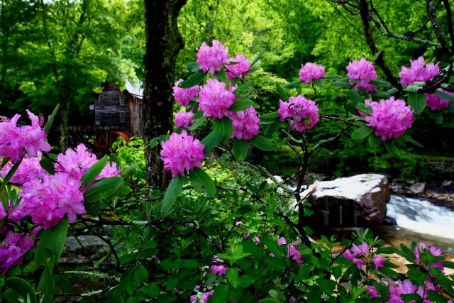 rhododendron buske lila blommor tips vård