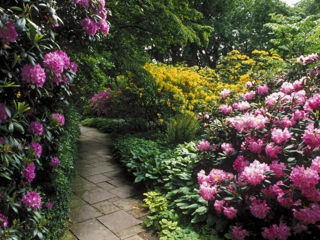 Rhododendron buskar iögonfallande färg trädgården gångväg